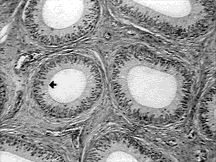 Cross Section A